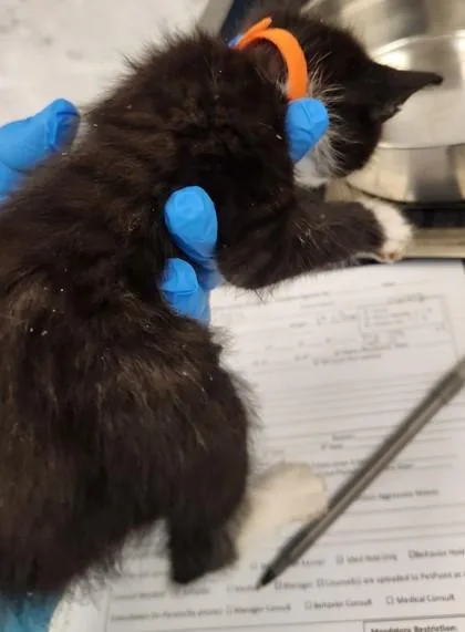 A baby small-sized male Domestic Medium Hair cat named Hullaballoo for adoption in Roseville, CA