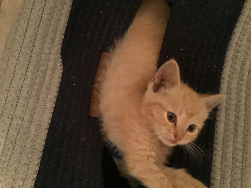 A baby small-sized female Domestic Short Hair cat named Angel Sass for adoption in Somerset, KY