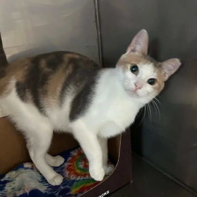 Britannia thumbnail 2