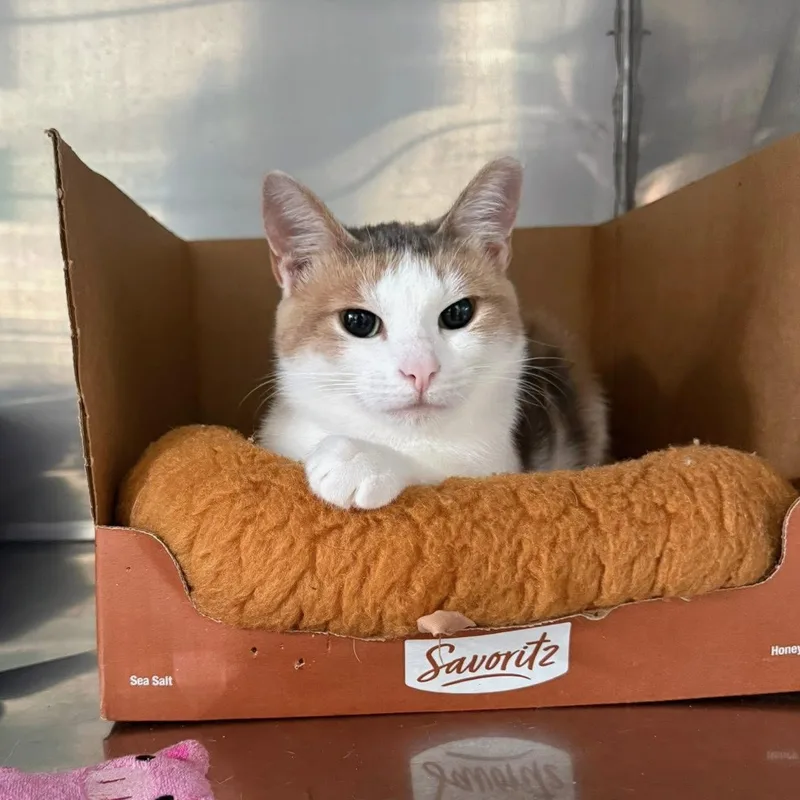 Britannia thumbnail 3