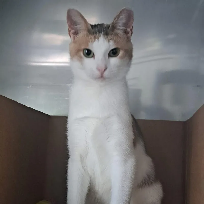 Britannia thumbnail 4