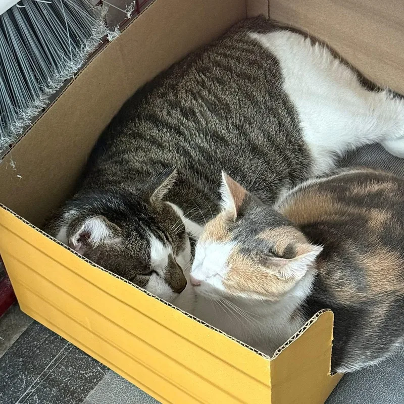 Britannia thumbnail 5