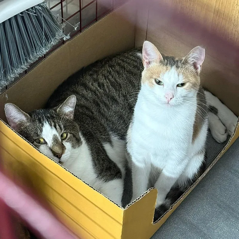 Britannia thumbnail 6