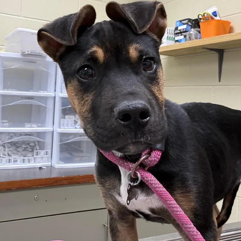 Tamagotchi thumbnail 2