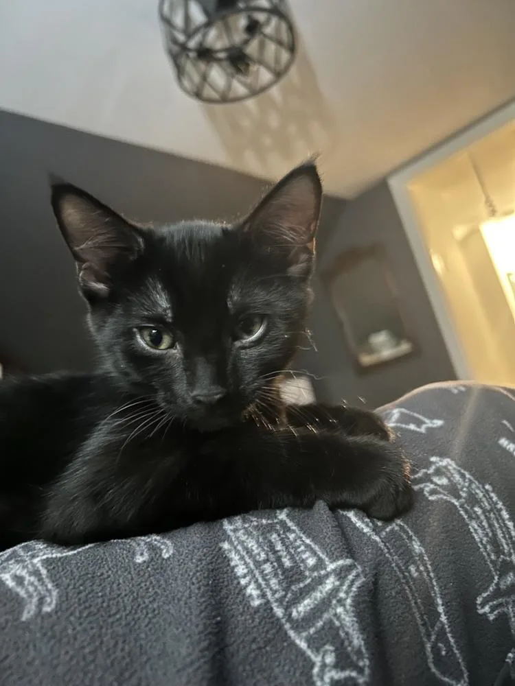 A baby small-sized female Domestic Short Hair cat named Ivy for adoption in Union Grove, WI