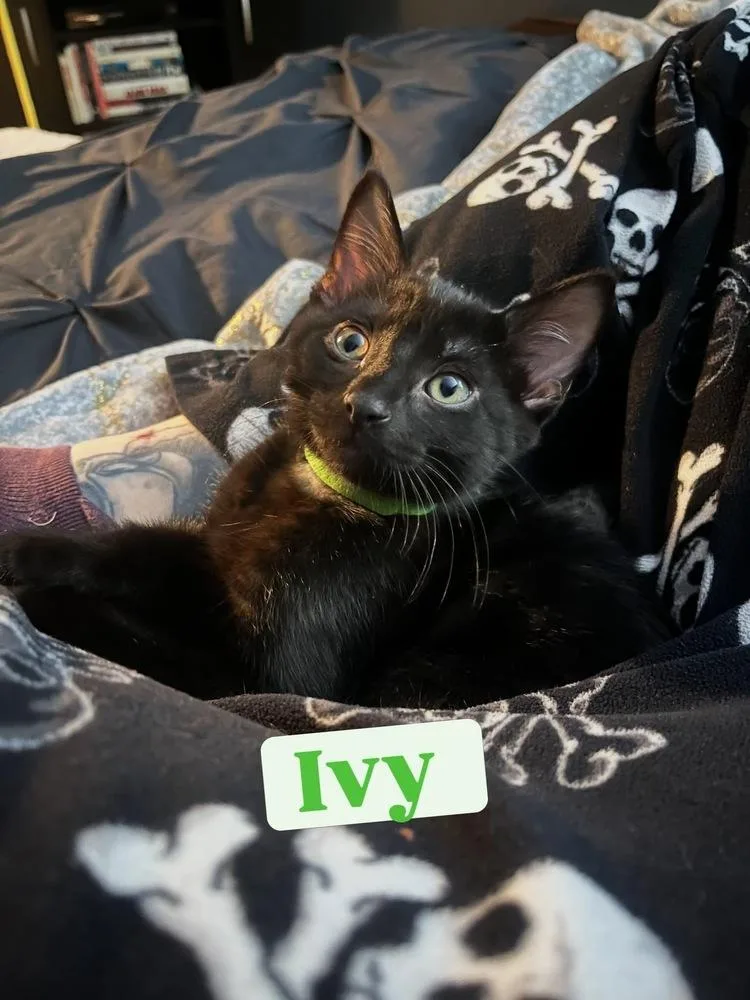 Ivy thumbnail 2