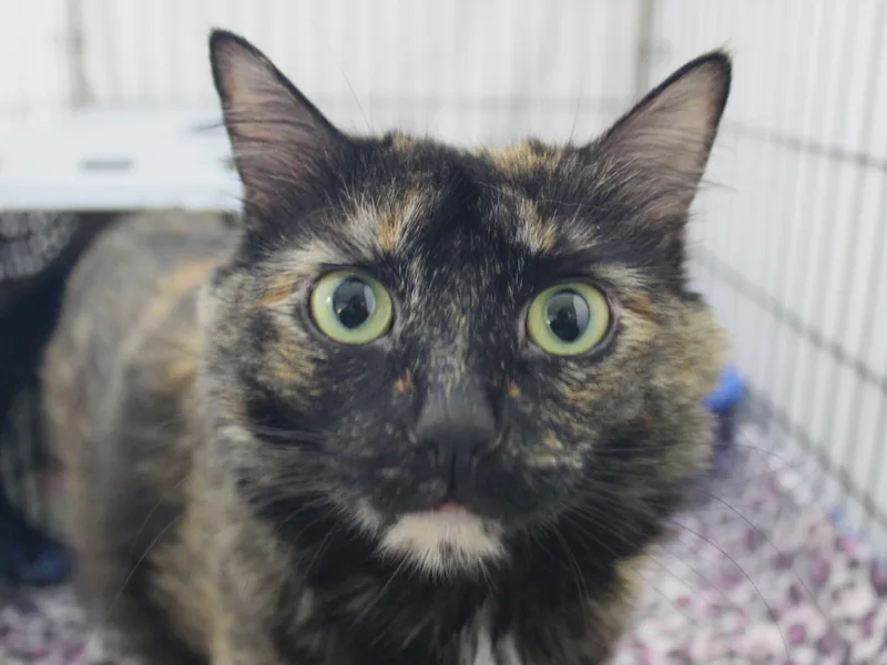 An adult medium-sized female Tortoiseshell cat named Acadia for adoption in Missoula, MT