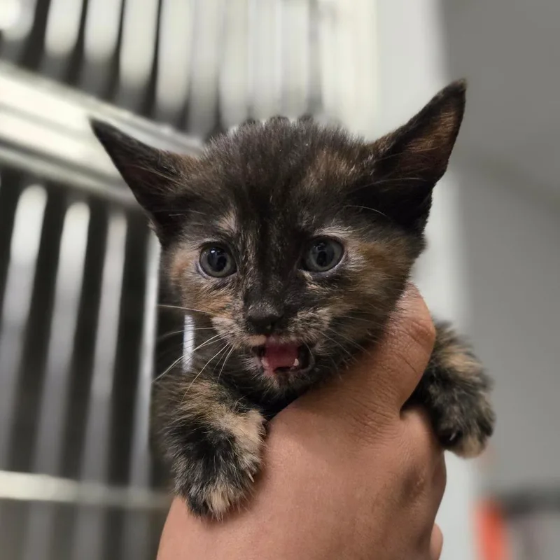 A baby small-sized female Tortoiseshell Domestic Short Hair cat named Daenerys for adoption in San Jacinto, CA