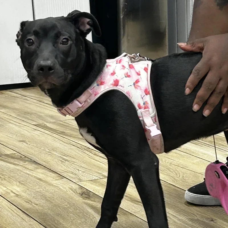 A baby small-sized female Black Pit Bull Terrier dog named Storm for adoption in Newark, NJ