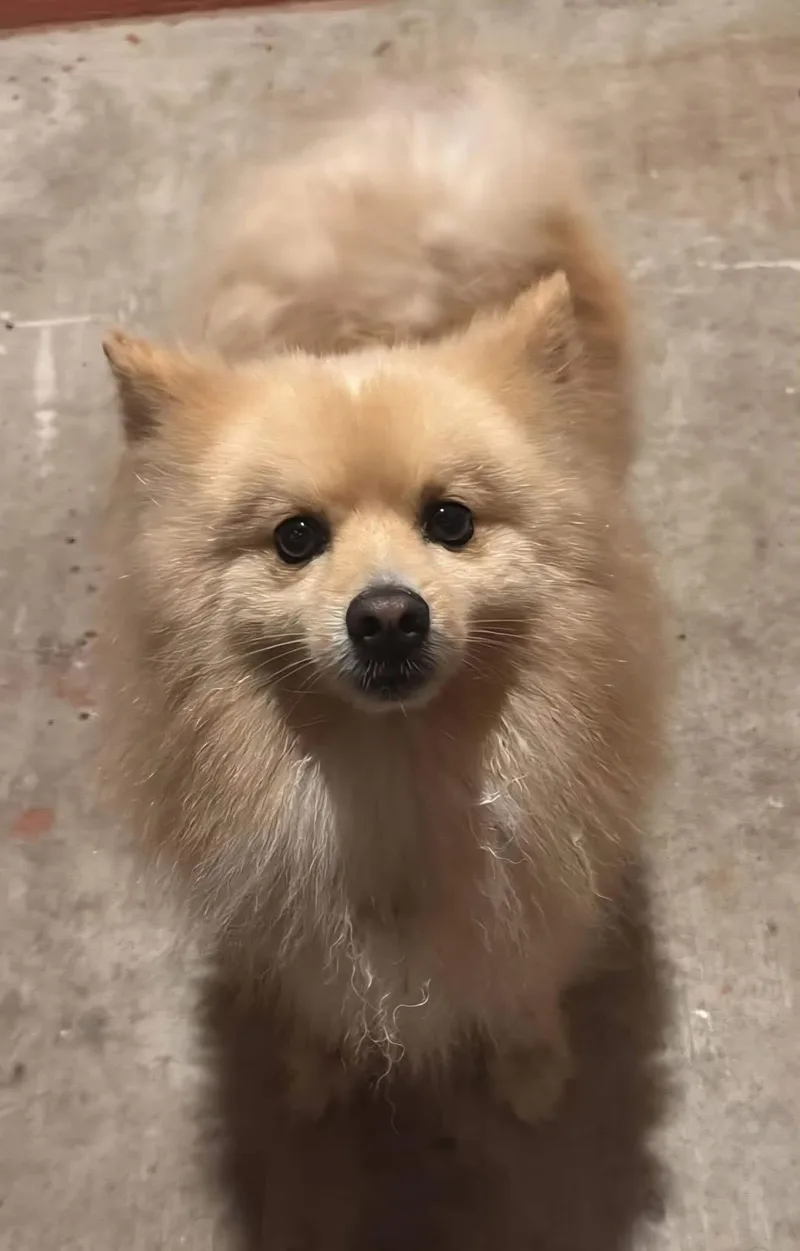 An adult small-sized male White / Cream Pomeranian dog named Kobe for adoption in Grand Prairie, TX
