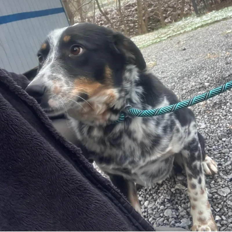 An adult medium-sized male Black Australian Cattle Dog / Blue Heeler dog named Stone for adoption in Alexandria, VA