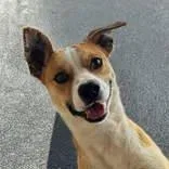 A young medium-sized male Brown / Chocolate Mixed Breed dog named Ralphie for adoption in Portsmouth, OH