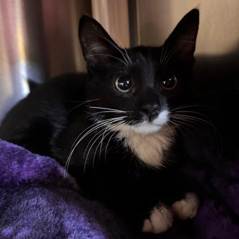 A baby small-sized male Black Domestic Short Hair cat named Moondancer for adoption in Lynchburg, VA