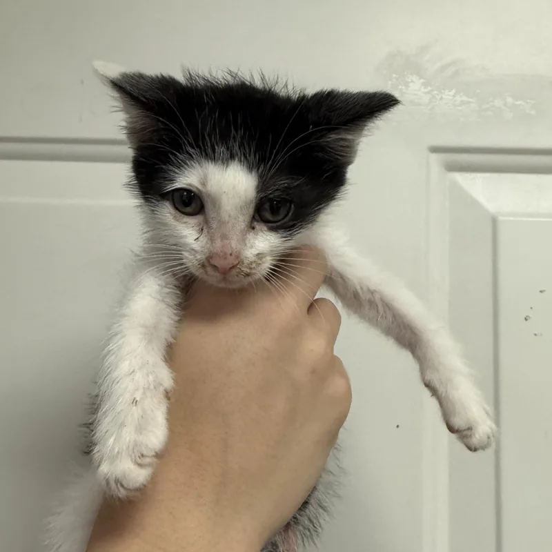 A baby medium-sized male Domestic Short Hair cat named Buzz Lightyear for adoption in Columbia, SC