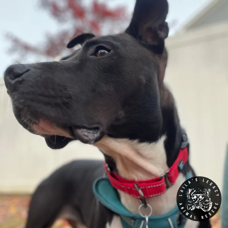 An adult medium-sized male Black Pit Bull Terrier dog named Asher for adoption in Washington, DC