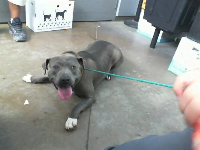 An adult large-sized female Mixed Breed dog named Harley for adoption in Dallas, TX