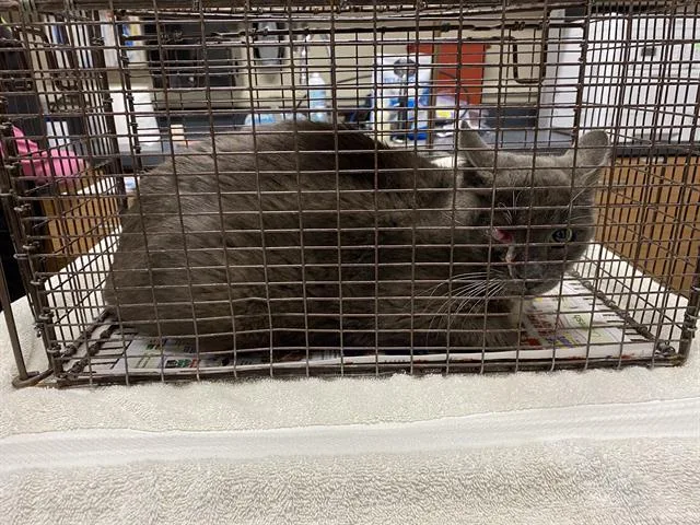 A young medium-sized male Domestic Short Hair cat named Horon for adoption in Modesto, CA