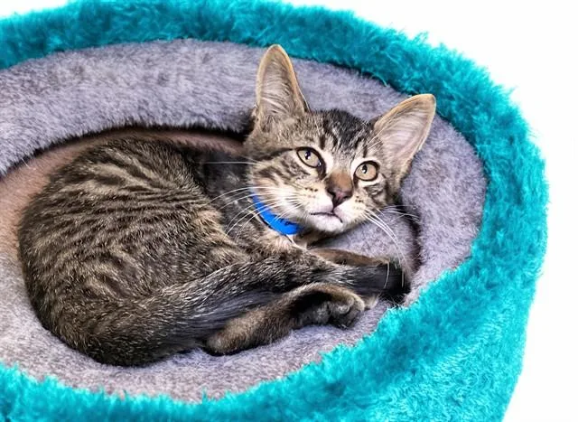 A baby medium-sized male Domestic Short Hair cat named Bender for adoption in Fort Lauderdale, FL