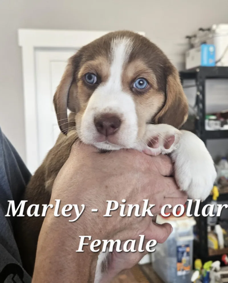Marley