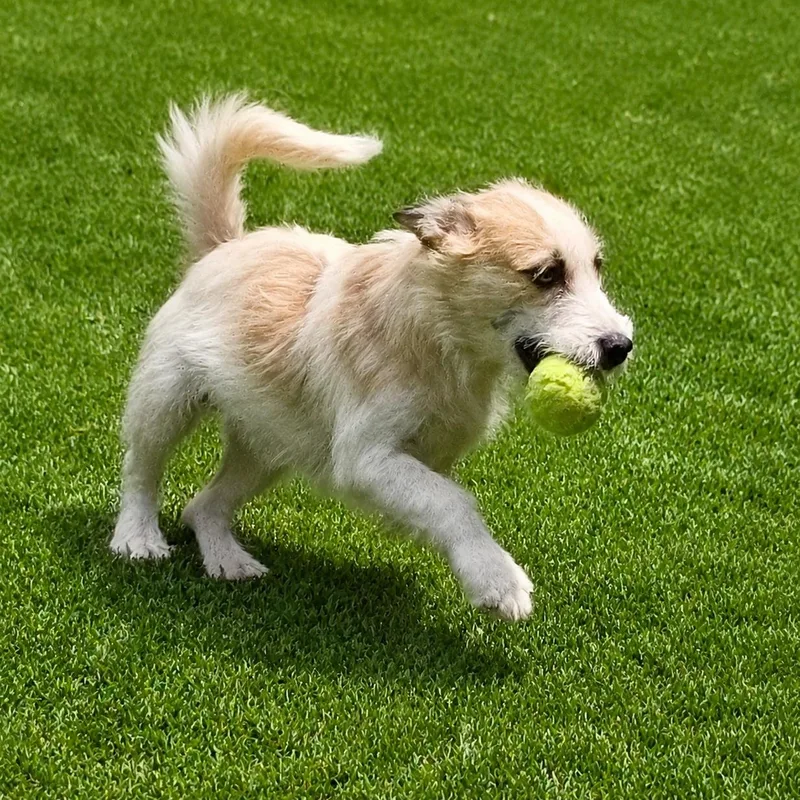 Gidget thumbnail 2