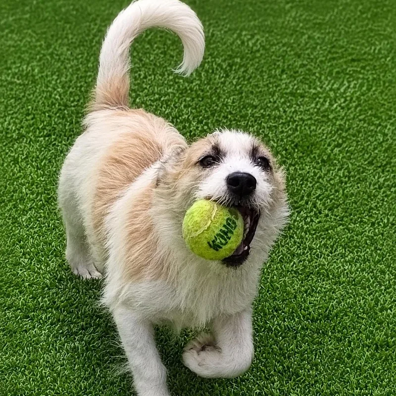 Gidget thumbnail 3