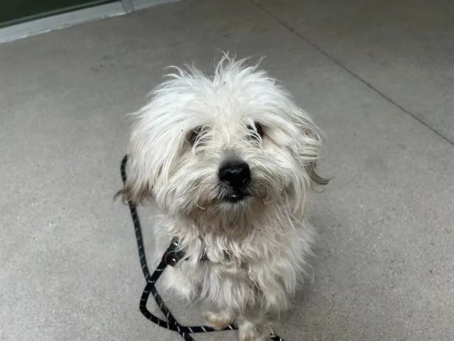 Wilfred