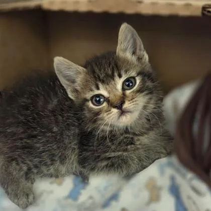 A baby small-sized female Domestic Short Hair cat named Georgie for adoption in Westland, MI