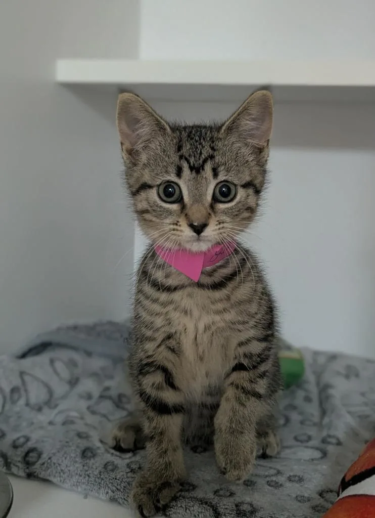 A baby medium-sized female Domestic Short Hair cat named Lisa for adoption in St. Cloud, MN