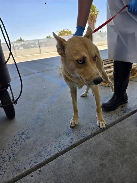 A young large-sized female Apricot / Beige Husky dog named Blare for adoption in Thousand Oaks, CA