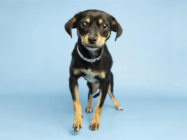 A young small-sized female Miniature Pinscher dog named Brooke for adoption in Phoenix, AZ