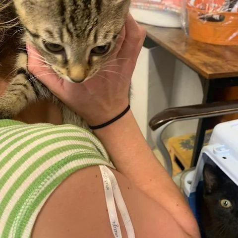 A baby small-sized female Buff / Tan / Fawn Domestic Short Hair cat named Peanut for adoption in Ashtabula, OH