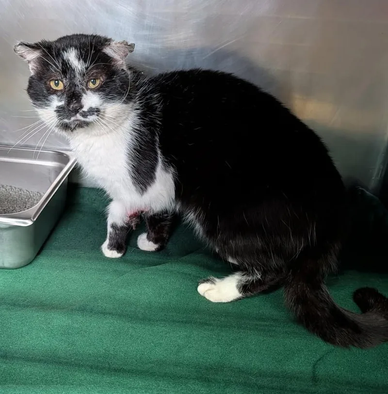 Percival thumbnail 2