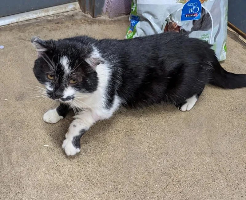 Percival thumbnail 3