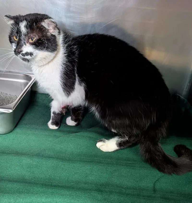 Percival thumbnail 4