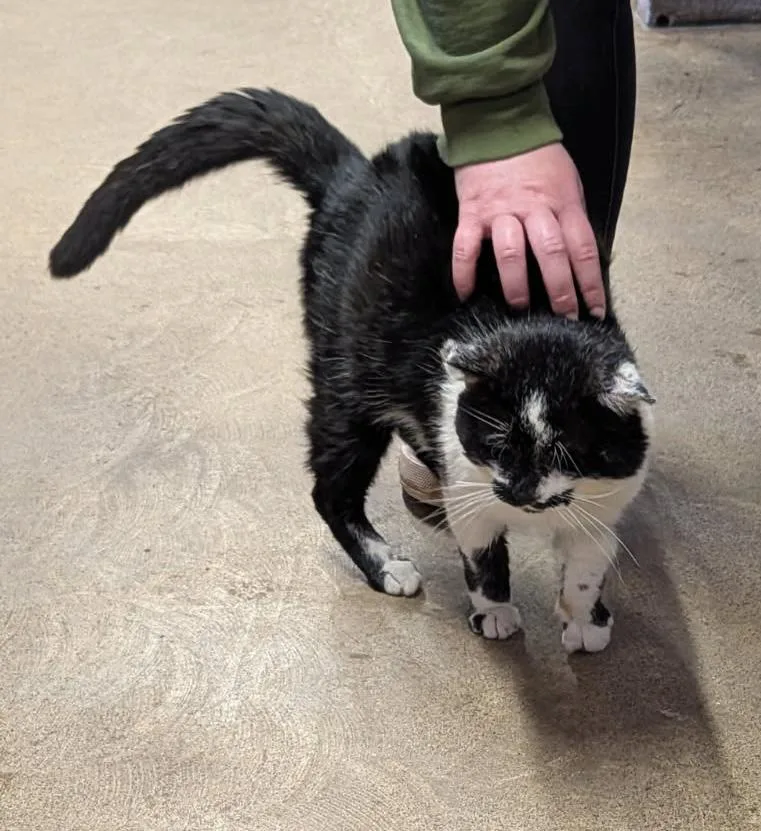 Percival thumbnail 5