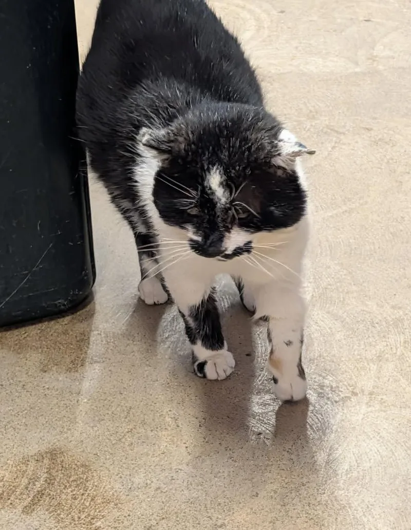 Percival thumbnail 6