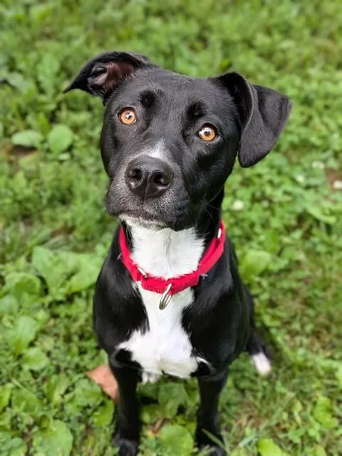 A young large-sized female Labrador Retriever dog named Nebula for adoption in Saint Peters, MO