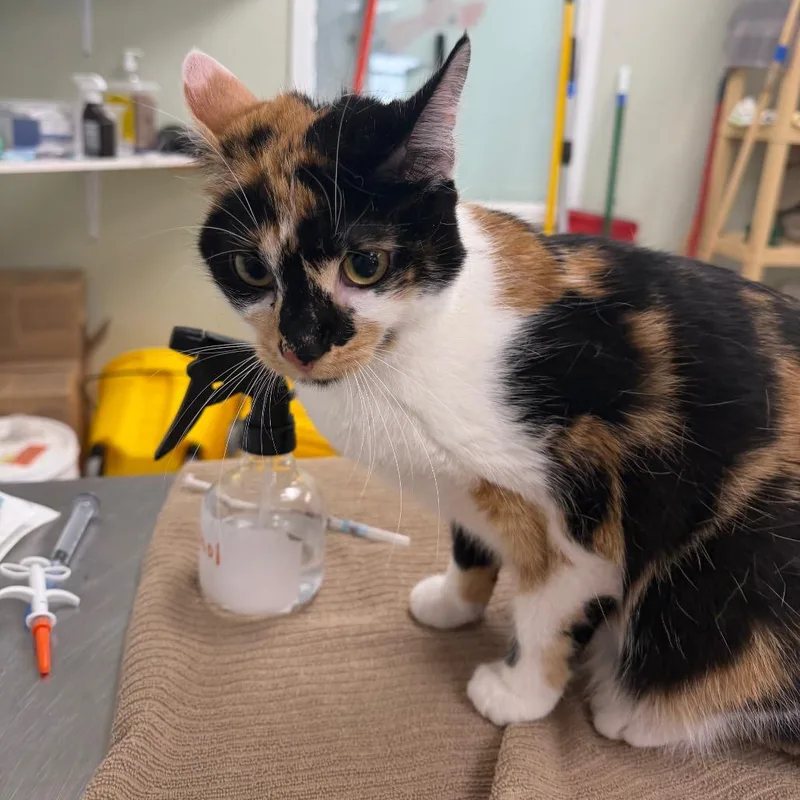 A young medium-sized female Calico Domestic Short Hair cat named Tori for adoption in East Smithfield , PA
