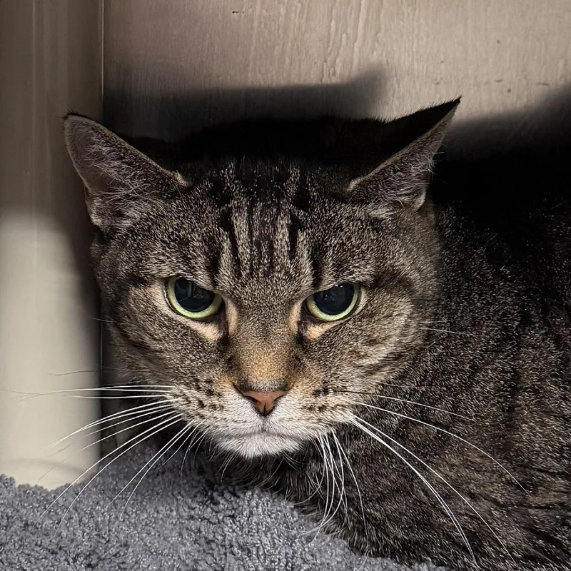 A senior medium-sized female Brown / Chocolate Domestic Short Hair cat named GLaDOS for adoption in Kennebunk, ME