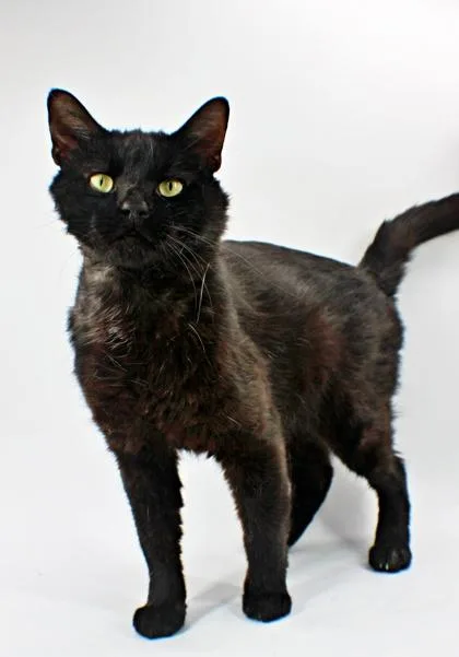 An adult small-sized male Domestic Short Hair cat named Plagg for adoption in Morton Grove, IL