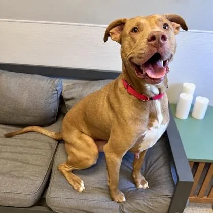 A senior large-sized male Red / Chestnut / Orange Mixed Breed dog named Rosco for adoption in Lansing, MI