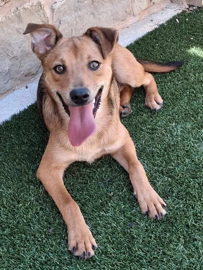 A baby medium-sized male Shepherd dog named Pumbaa for adoption in Seguin, TX