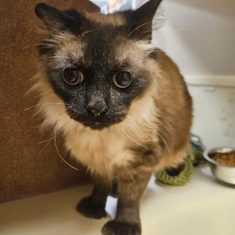 A senior small-sized male Brown / Chocolate Himalayan cat named Nisaba for adoption in Grantsville, UT