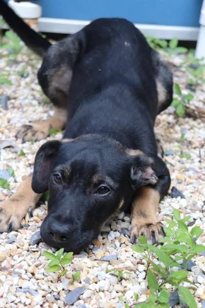 A baby small-sized female Mixed Breed dog named Kara ZorEl for adoption in New Orleans, LA