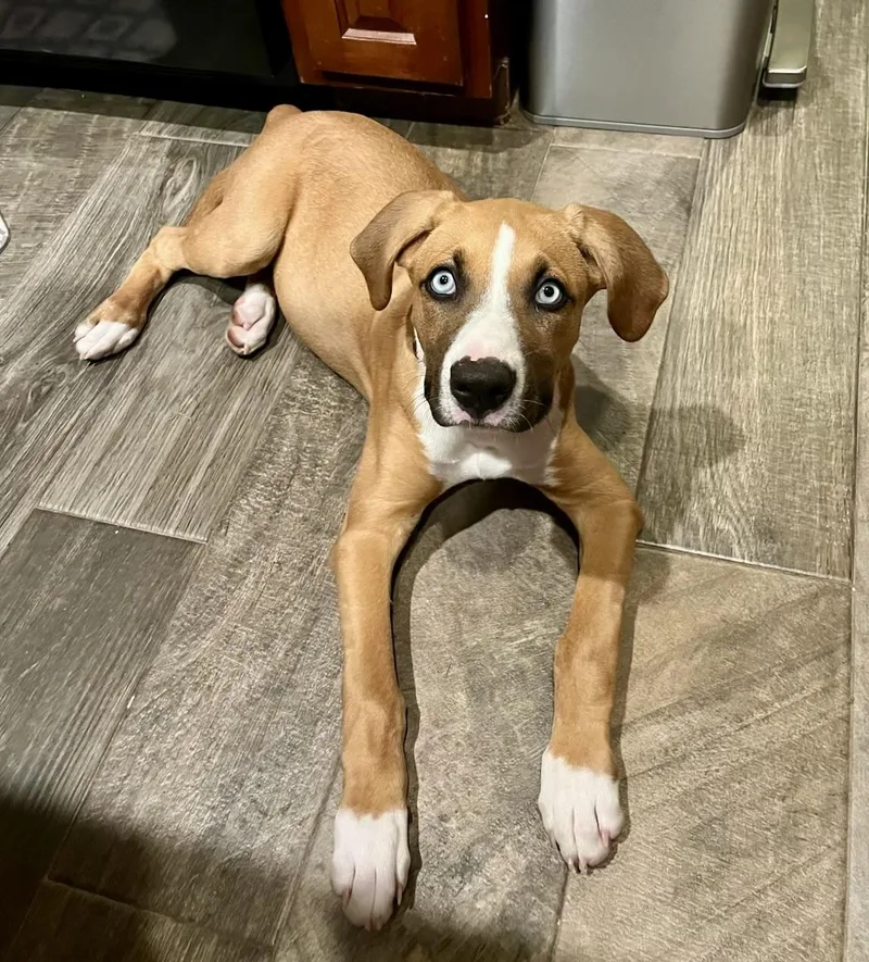 A young medium-sized female Tricolor (Brown, Black, & White) Mixed Breed dog named Millie for adoption in Cypress, TX