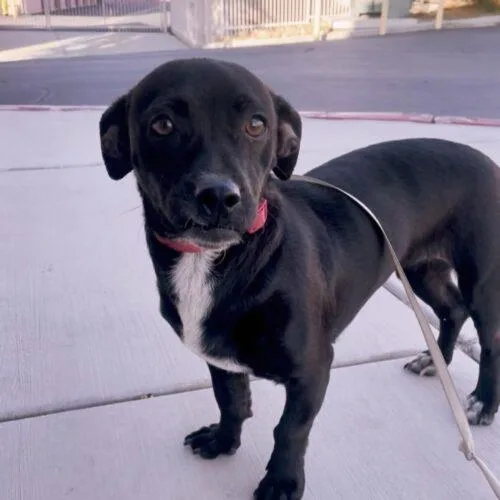 A young small-sized female Black Chihuahua dog named Frida for adoption in Coachella, CA