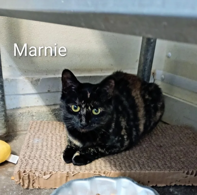 Marnie thumbnail 2