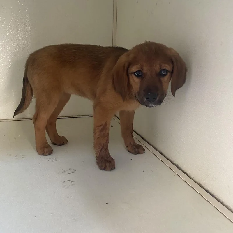 A baby small-sized female Red / Chestnut / Orange Labrador Retriever dog named Tina for adoption in Chesapeake, VA