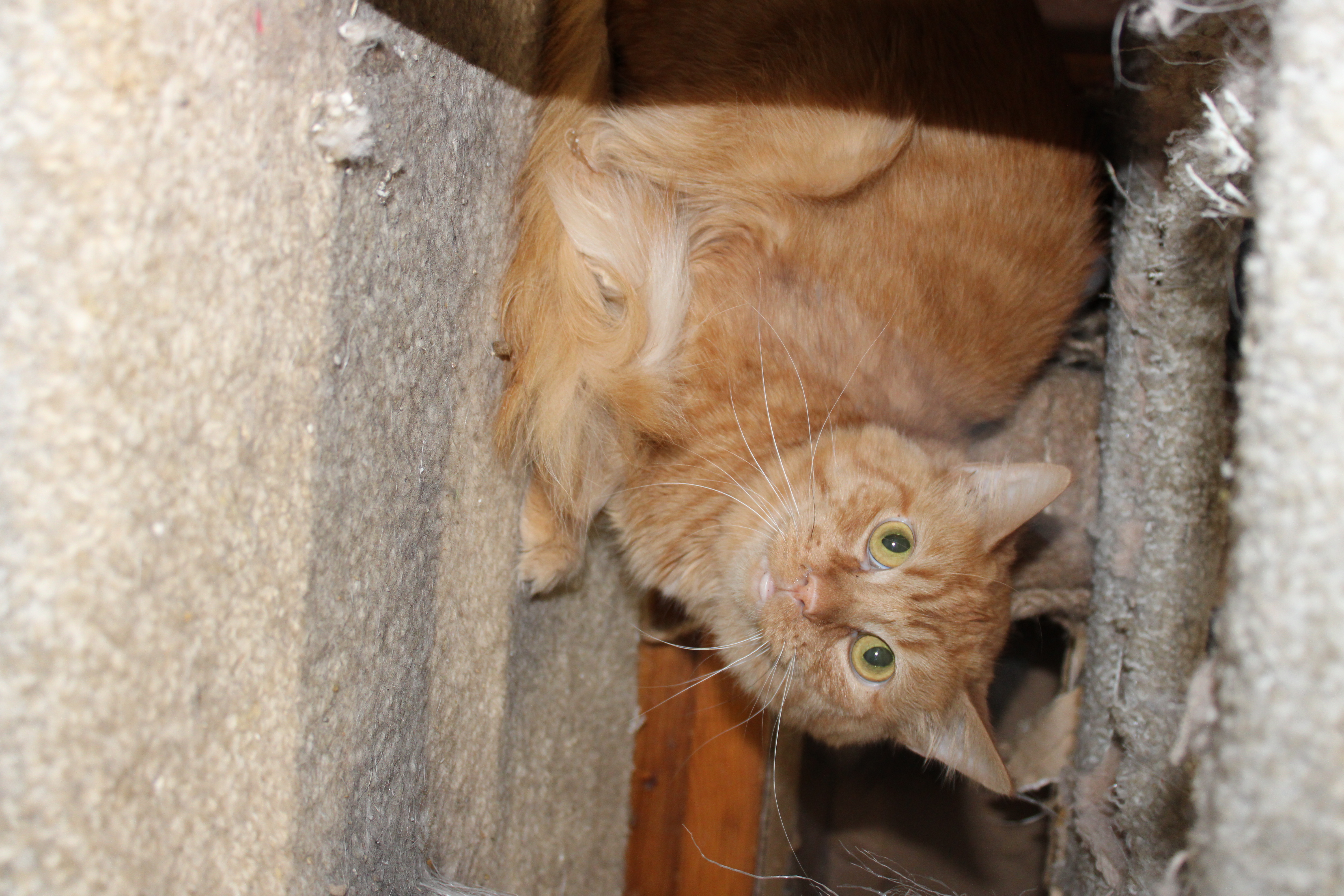 An adult medium-sized male Orange & White Tabby cat named Archie for adoption in Marion, IN