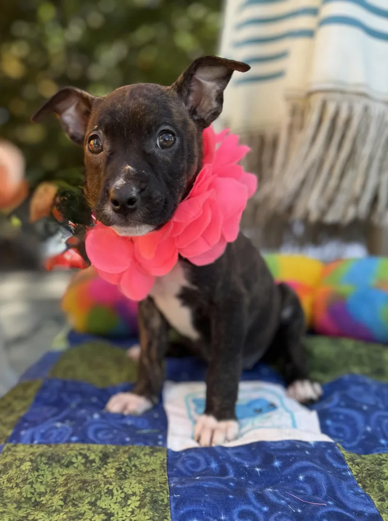 A baby medium-sized female Brindle Boxer dog named Dove for adoption in White Lake, MI